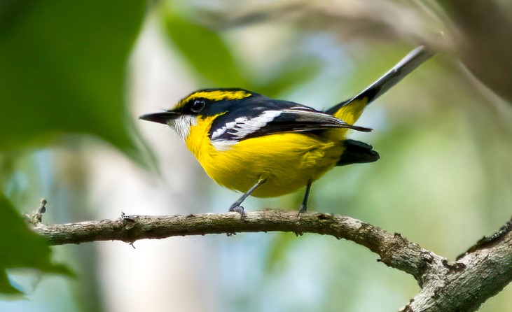 Yellow-breasted Boatbill (Machaerirhynchus flaviventer) inhabits the middle and upper strata of lower-altitude rainforests in northeastern Queensland.