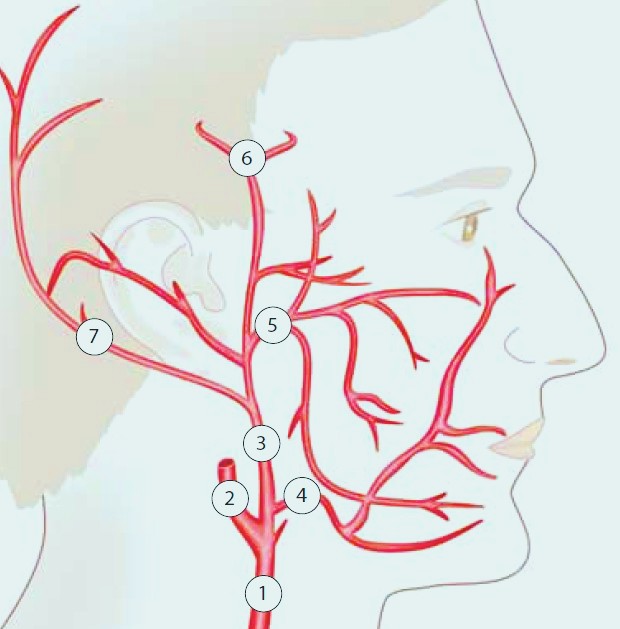 Circulation of Blood in the Face