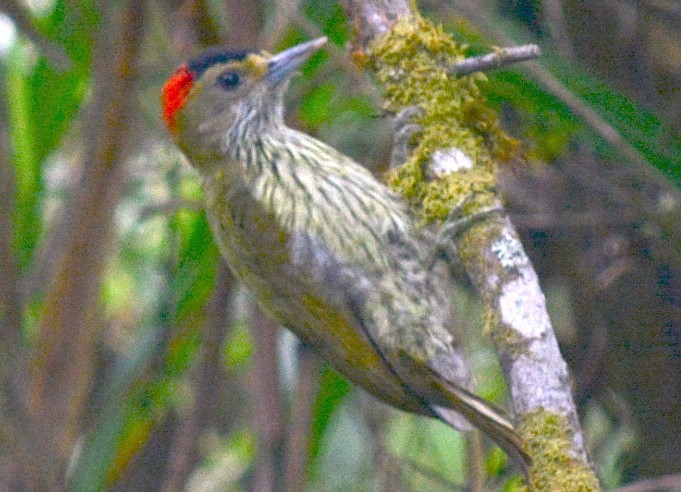 The Elliot's Woodpecker (Dendropicos elliotii) is a long-tailed woodpecker with a plain appearance.