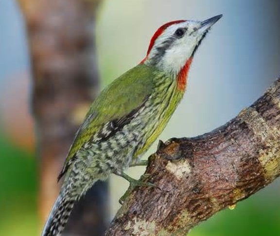 Elliot's Woodpecker known calls include a whining, nasal weeeyu; a shrill, harsh kree-kree-kree, tree-tree-tree or bwe-bwe-bwe; and a buzzing, rattling series of churr notes.
