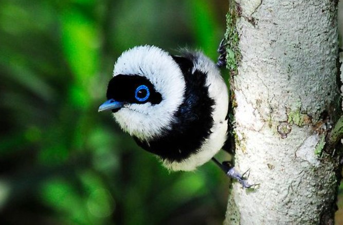 Pied Monarch is conspicuous in their habitats due to their striking black and white plumage.