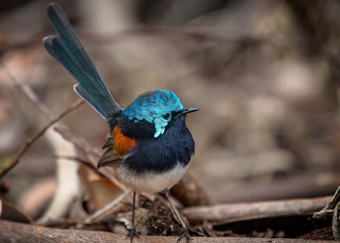Approximately 135-155 mm is the length of the Red-winged fairywren. Silvery blue is the color of the crown, mantle, and long-pointed ear covers on the male bird.