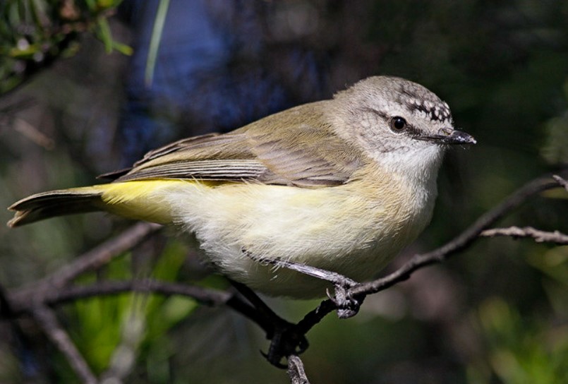 Yellow-rumped Thornbills are sedentary and communal, just like Buff-rumped Thornbills.