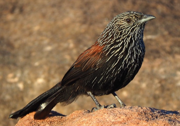 The Black Grasswren (Amytornis housei) could have been a lost species as well. However, the Black Grasswren was only recently rediscovered because of its remote, impenetrable habitat. 