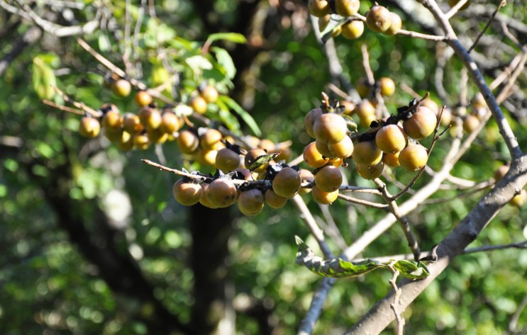 But they are native to much of temperate Asia, especially China along with Japan and the Himalayas. A common fruit tree, rootstock, and other useful products are produced from it in mixed mountain forests.