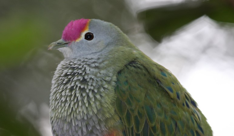 It is surprising how loud the Rose-crowned Fruit dove's call is. A deep resonant coo is uttered at first slowly, then fastens and becomes shorter and shorter as it progresses.