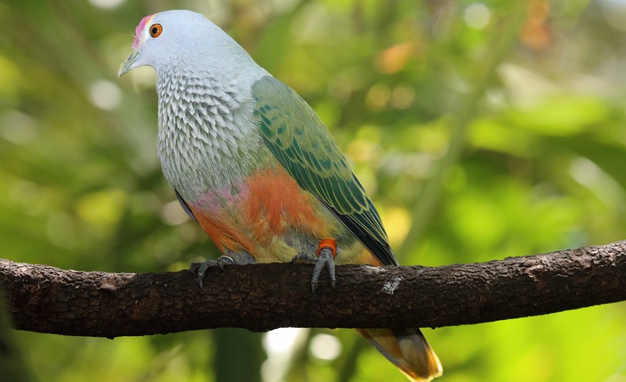 There is a little dove called the Rose-crowned Fruit Dove that is often overlooked. In spite of its bright colors, it blends well with the foliage in which it lives, making it very difficult to notice unless it moves.