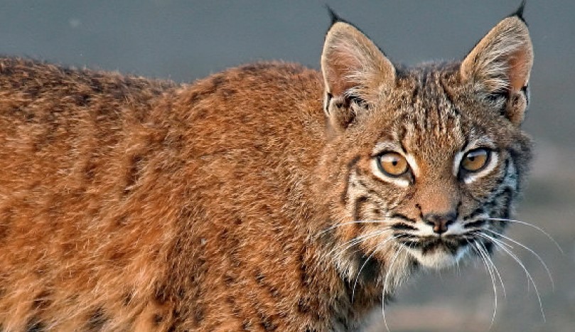The bobcat was once considered the southern form of the Canada lynx. However, the fossils and DNA studies show that bobcats' ancestors entered North America long before those of the Canada lynx.