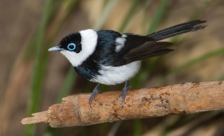 There are several alternative names for this species, including Australian pied flycatcher, Australian pied monarch, banded monarch, pied monarch-flycatcher, black-breasted flycatcher, Kaup's flycatcher, and pied flycatcher.