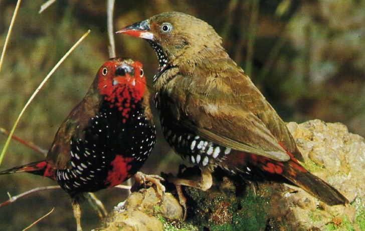 A Painted Firetail breed in small loose colonies, but does not cluster its nests together.