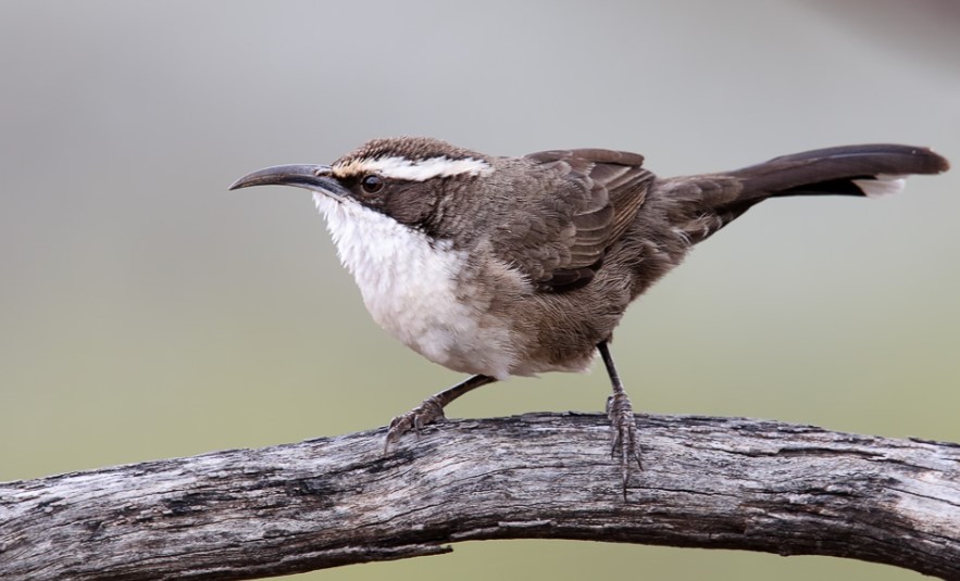 White-browed babbler IS a small, gregarious bird in the Pomatostomidae family.