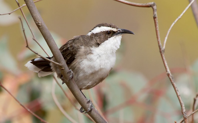 This bird grows in open forest, woodlands, mallee, and mulga scrub with shrubby sub-stages, on the east to western slopes of the Great Dividing Range in Southern Australia.