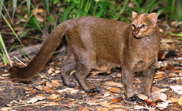 An enigma is the jaguarundi. This small South American cat looks different from any other small feline and shows some behavioral similarities to a puma.