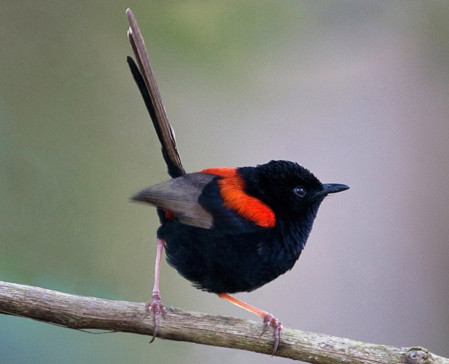 A red-backed fairywren belongs to the Maluridae family of Australasian wrens.