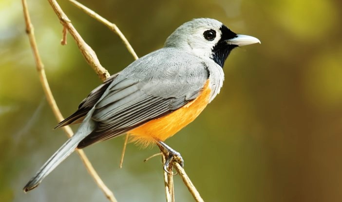 This songbird belongs to the family Monarchidae, and it can be found along the eastern coast of Australia as well as in New Guinea, where most birds migrate during the austral winter, May to August. 