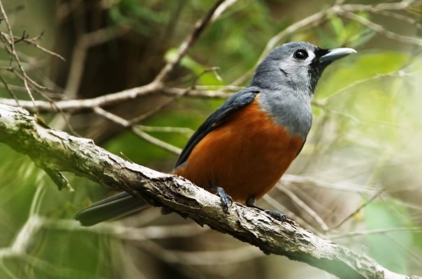 During breeding and at its winter quarters, the Black-faced Monarch may be solitary or in pairs but may gather in small groups while migrating.