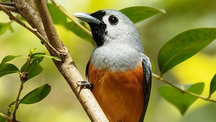 The Black-faced Monarch can be found from Cape River Peninsula to Dandenong Ranges, Victoria, but it breeds only between Cooktown, Queensland, and MacAlister River in Gippsland.