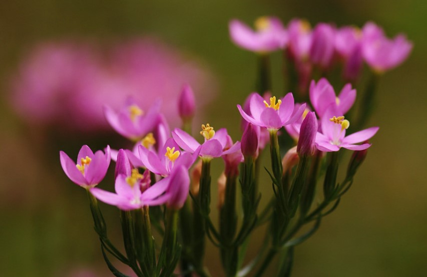 Common centaury and European centaury are common names for Centaurium erythraea, a gentian-family flowering plant.
