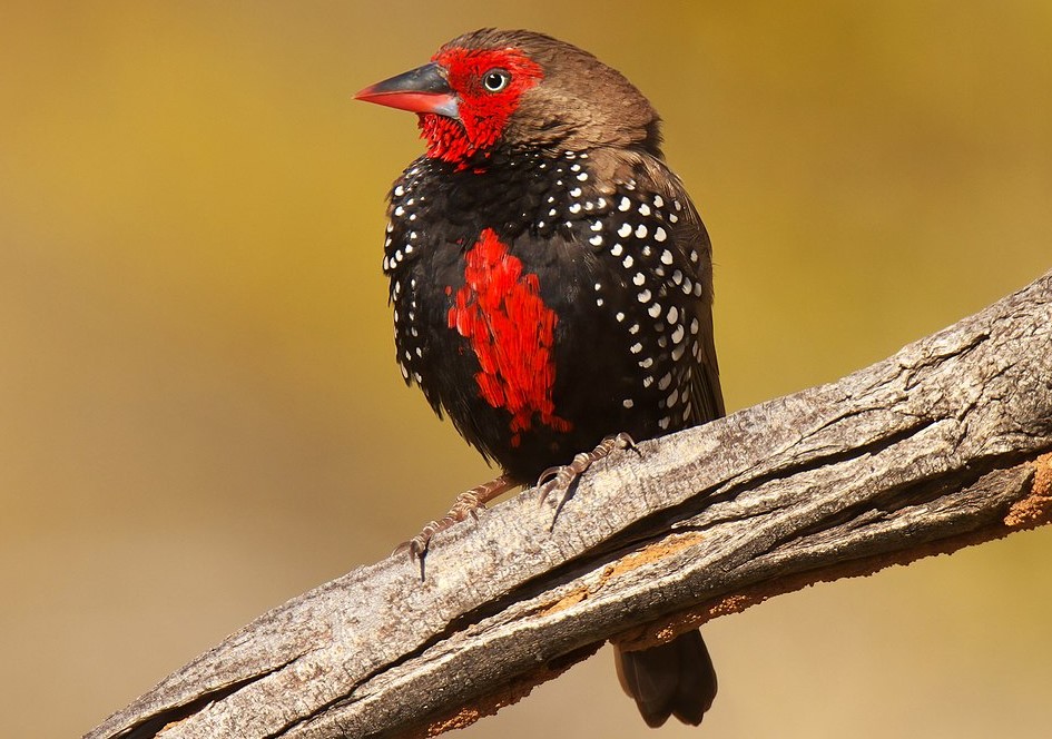 In Australia, painted firetails (Emblema pictum) are a common species of estrildid finches.