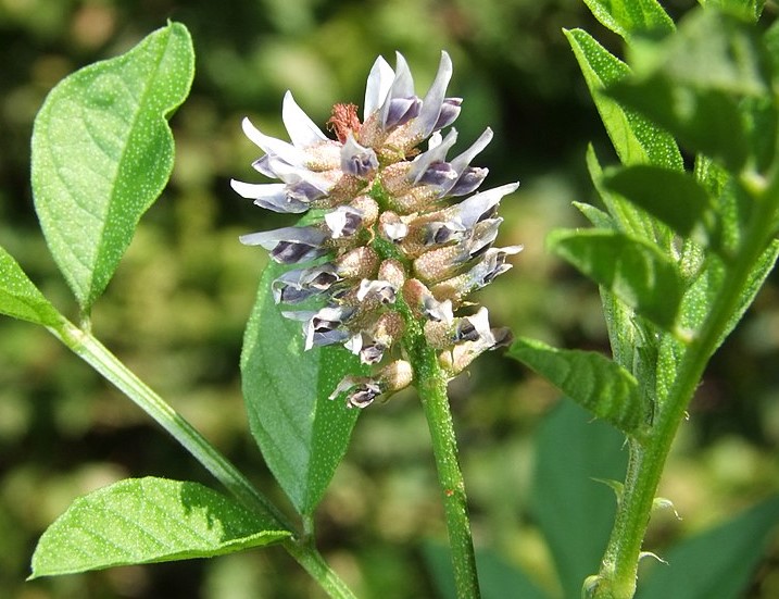 Licorice Benefits: The Licorice (Glycyrrhiza glabra) effective and delicious qualities of licorice assist make it one of the most imperative herbal remedies.