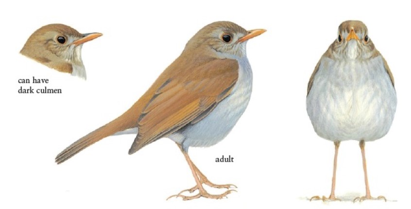 Orange-billed Nightingale-thrush 