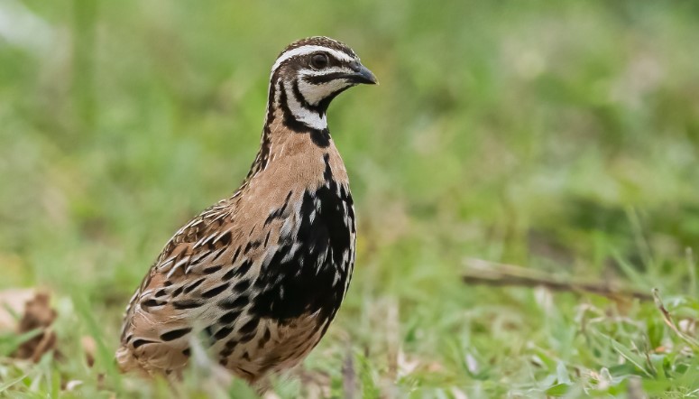 Northern Bobwhite Call and Sounds - This bird's distinctive whistling call gives it the name "bobwhite". The Northern bobwhite has a variety of calls, including the well-known "bob-white" call, which is often used by hunters to locate the birds.