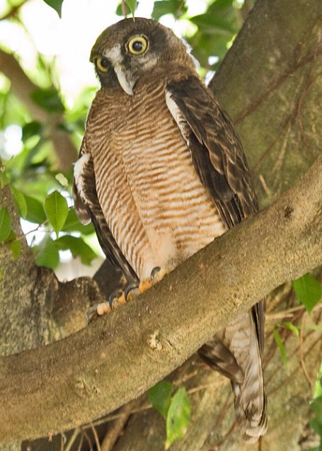 An English ornithologist first time named John Gould described it in 1846. This owl gets its name from its rufous-colored feathers when it reaches adulthood.