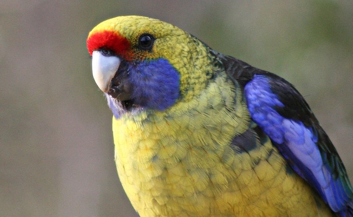 Their feeding period usually takes place between early morning and midday. As well as eating insect larvae, the parrot may eat insects such as psyllids