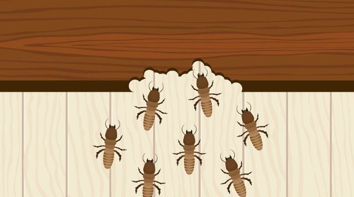 Termites in House Signs & Treatment Termites in House Signs They feed on cellulose, which is found in wood and other plant materials and can cause structural damage to a house if left untreated.