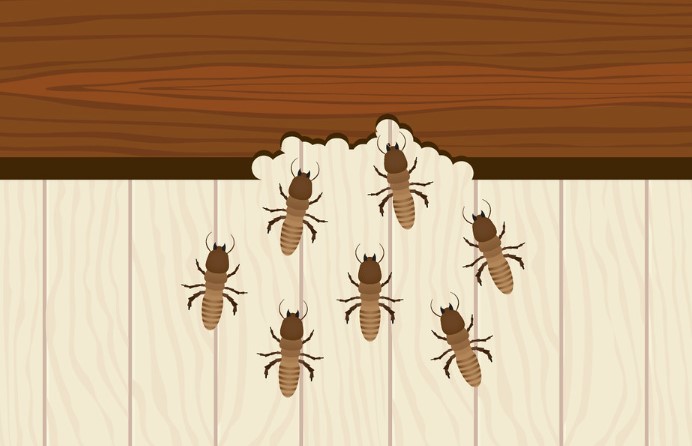 Termites in House Signs They feed on cellulose, which is found in wood and other plant materials and can cause structural damage to a house if left untreated.