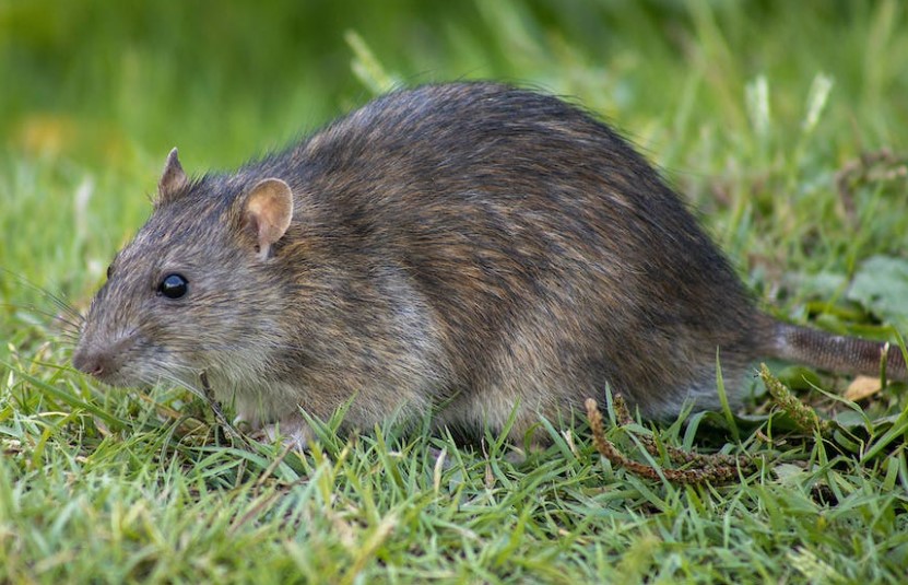 Dangers of a Rat Infestation
