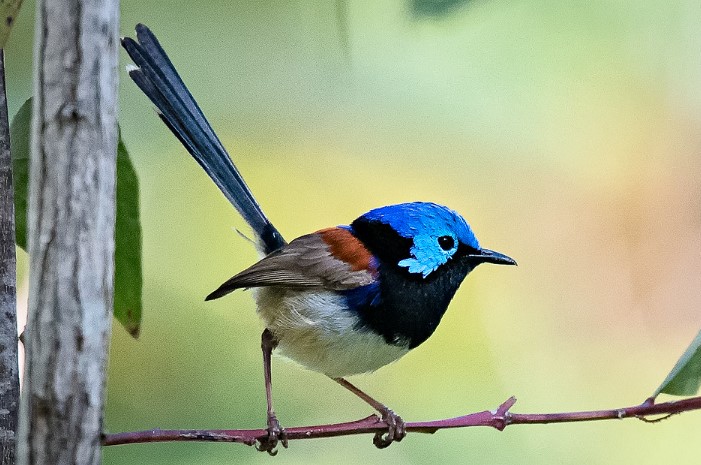 Among the fairywrens, the Variegated Fairywren is the most widespread. This species also occurs in a variety of habitats, making it one of the most variable.