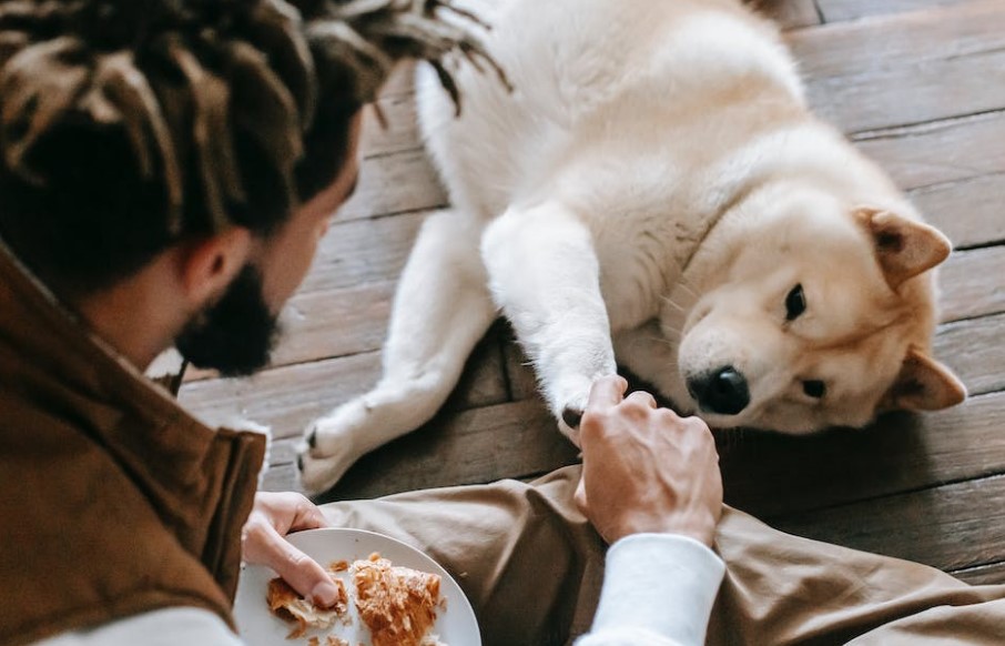 Choosing the best dog foods for your close friend can be a daunting task, as there are so many options available. However, it is important to remember that the food you choose will greatly affect your dog's overall health and well-being.