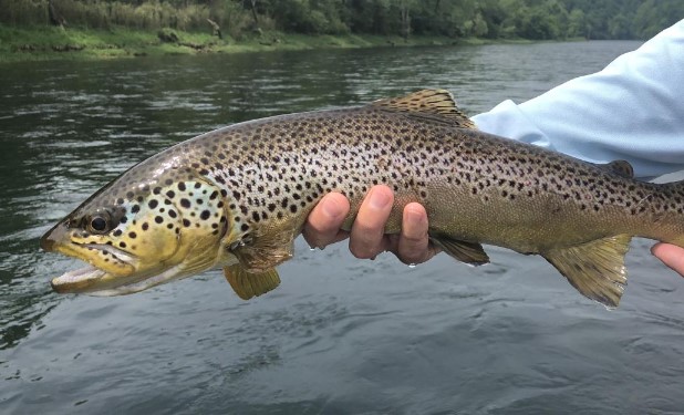 Trout fishing in Arkansas can be a great experience, as the state offers many opportunities to catch rainbow, brown, and brook trout in its streams, rivers, and lakes.