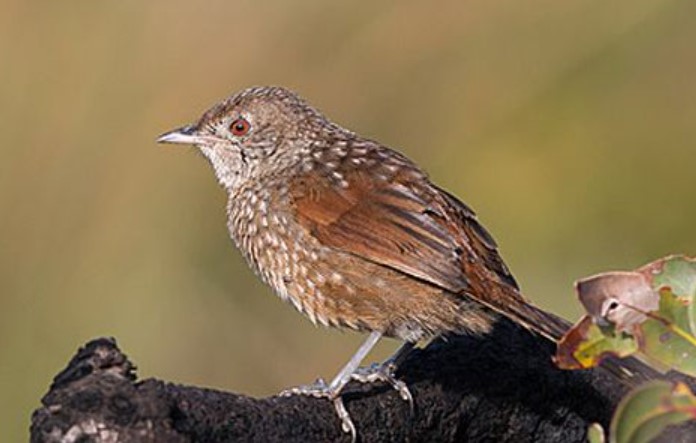 Western bristlebird (Dasyornis longirostris) belong to the family Dasyornithidae. Western Australia's coastal heaths (east and west of Albany) are home to this endemic species.