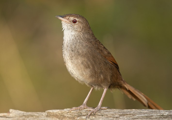 Eastern Bristlebirds (Dasyornis brachypterus) live and nest under dense heath and tussock undergrowth, moving through it like rats and feeding mainly on the floor.