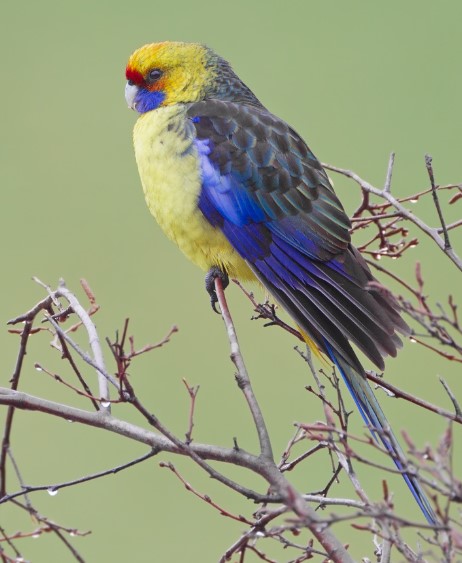 They are often seen in parks and vacant areas on the fringes of towns, sometimes in noisy flocks, but when they feed they are quiet and unobtrusive.