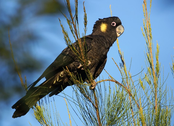 In the eucalypt forests and pine plantations of Southeast Australia, Yellow-tailed Black Cockatoo call with long-carrying wailing cries as they fly slowly over the trees.