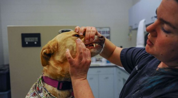 Veterinarian Facts and Information Veterinarian Facts and Information -Â A veterinarian is a medical professional who specializes in the diagnosis, treatment, and prevention of diseases and injuries in animals.