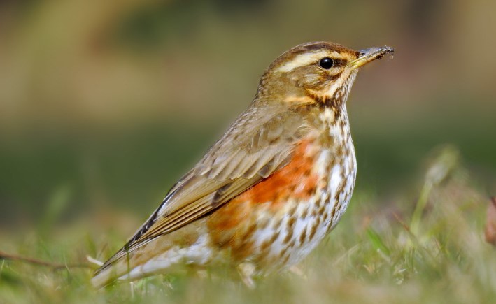 Redwing – Slightly Smaller than its Relations with Song Thrush