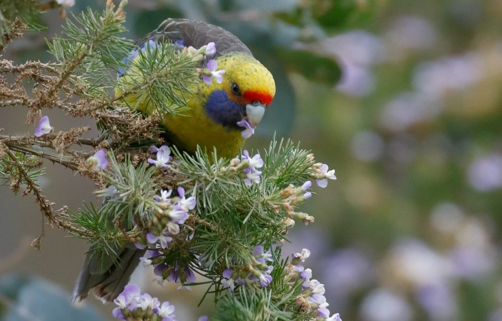 Fruits and seeds of native trees and shrubs are the main foods of the Green Rosella, and some eucalypt blossoms provide nectar as well.