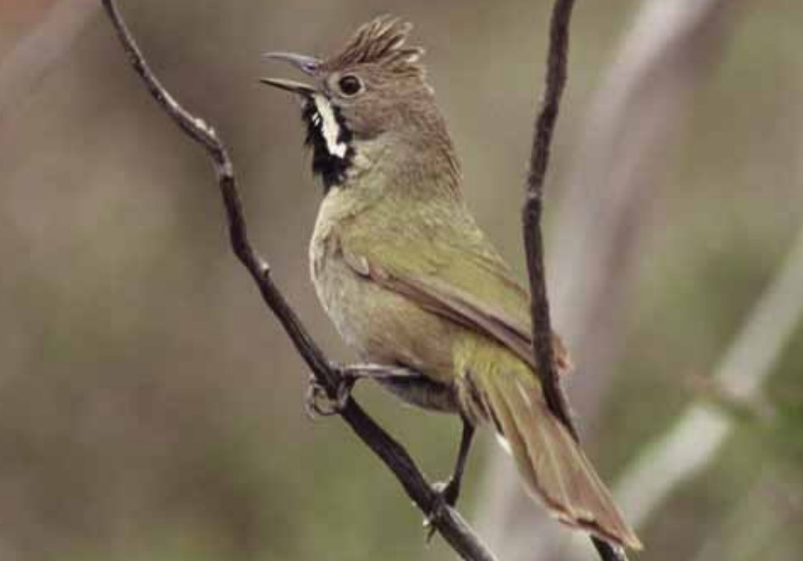 There are a variety of habitat types related to Western Whipbird in the Murray Mallee, including dense mallee or mallee-heath habitat.