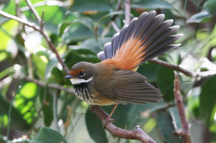 Rufous Fantail slight form and slow fluttering flight make it well-suited to hawking in close shrubbery, but the bird ranges widely throughout the southwestern Pacific