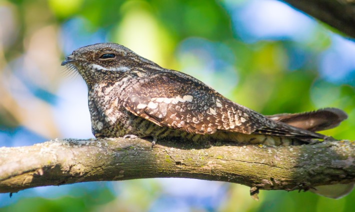 One of the most commonly seen nightjars in Australia, the Spotted Nightjar or spotted eared-nightjar is often seen on inland roads.