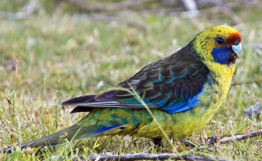 Green Rosella (Platycercus caledonicus) is a large species that are often regarded as a pest in Tasmania.  It is not uncommon to see them quietly eating fruit from orchards.