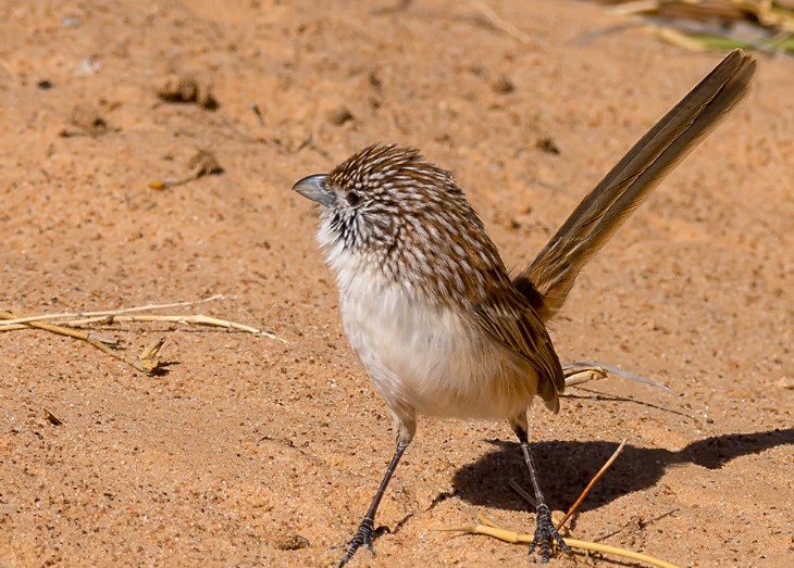 F.W. Andrews discovered the species around the Macumba River at Lake Eyre in 1874 and named it after South Australian Surveyor General George Woodroffe Goyder.