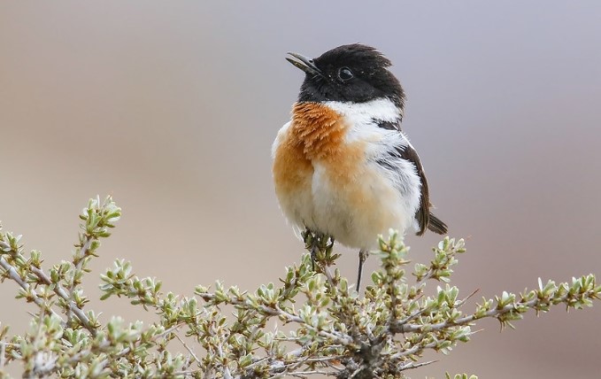 Typical Siberian stonechat calls include a strident 'chak' and clear 'wheet', often combined as 'wheet-chak-chak'.