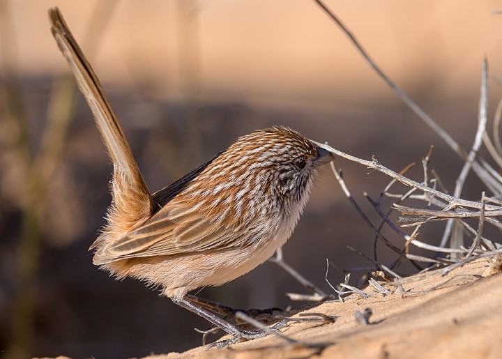 Maluridae is a family of small grasswrens that includes the Eyrean grasswren. This bird is endemic to the arid regions of Central Australia and is cryptically plumaged.