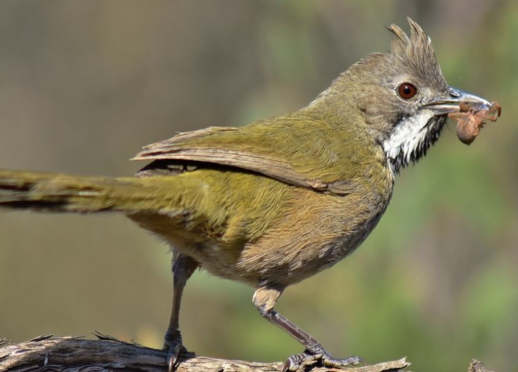 There are a variety of habitat types related to Western Whipbird in the Murray Mallee, including dense mallee or mallee-heath habitat.
