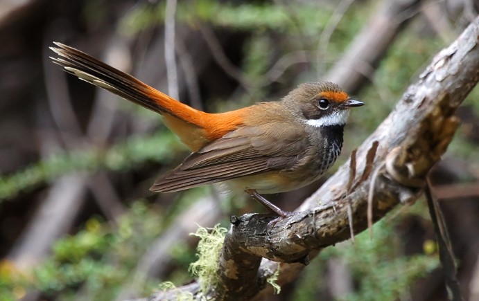 In wet forests and mangroves, the Rufous Fantail is primarily found in northern and eastern coastal Australia, from the Kimberleys of Western Australia to the southwest of Victoria.